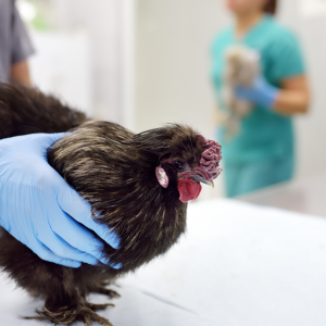 Bird Flu Biosecurity in NZ: Everyday Cleaning Practices That Help Reduce Risk