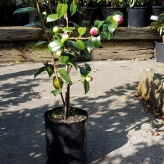 Planter Bags (PBS)/Sprayguards 120X120X460-80 BLACK PB10 - Flexoplas
